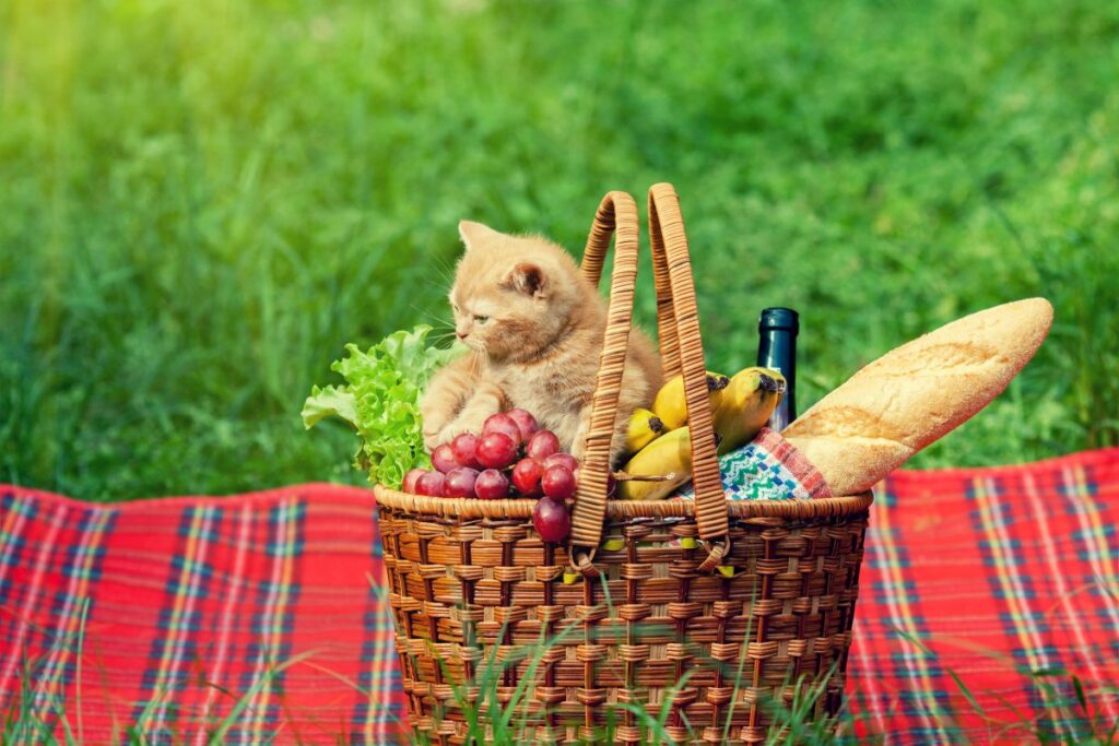 A little kitten in a picnic basket full of fruites