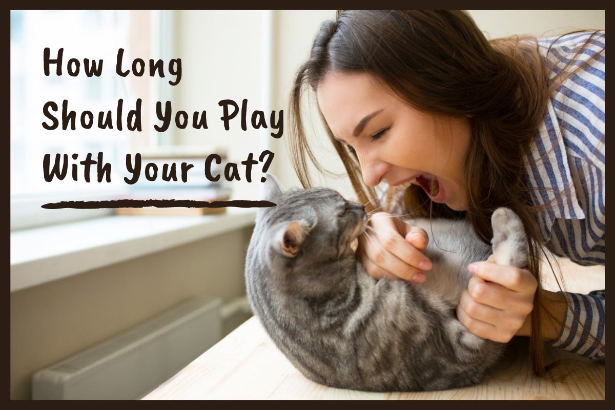 How Long Should I Play With My Cat Each Day?