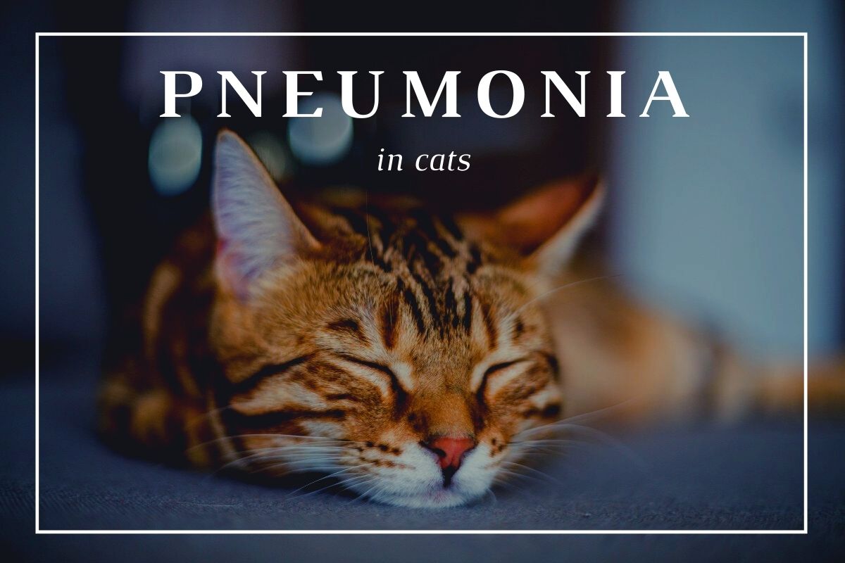 Pneumonia in Cats:  Everything You Need To Know!