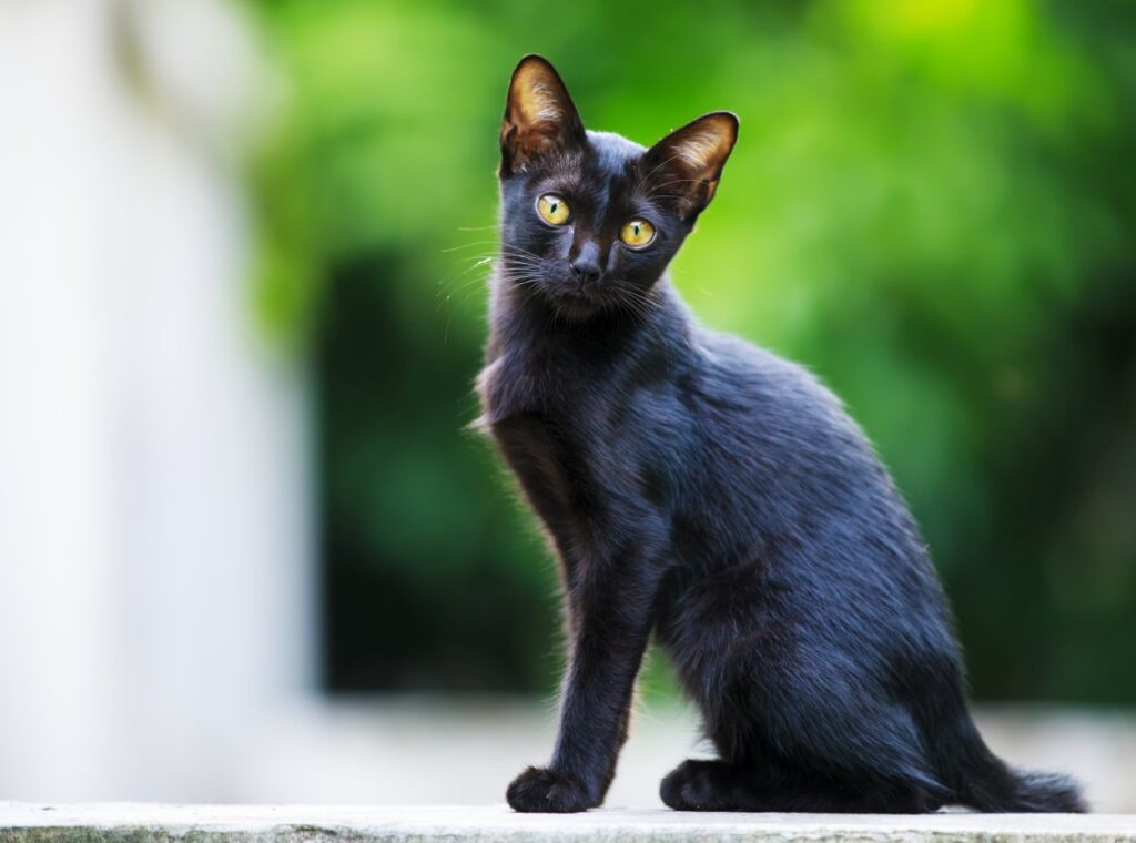 A thin black cat
