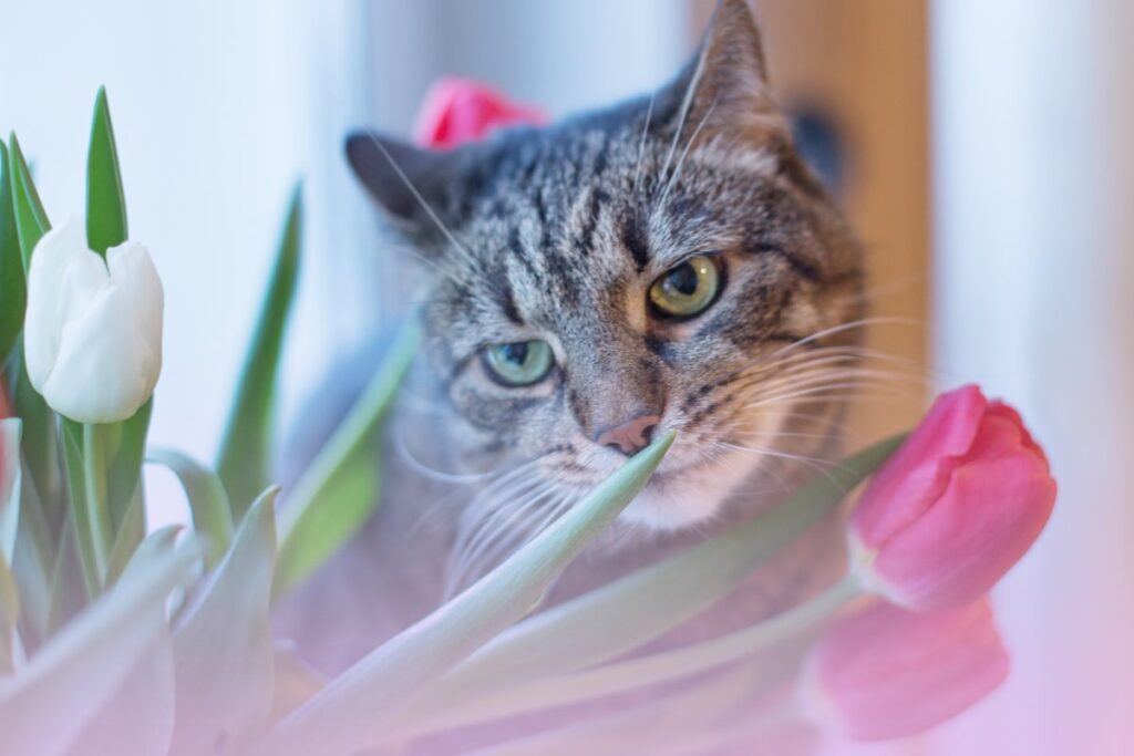 A cute cat behind flowers