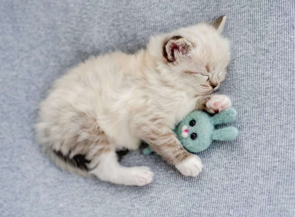 A ragdoll kitten is hugging its toy