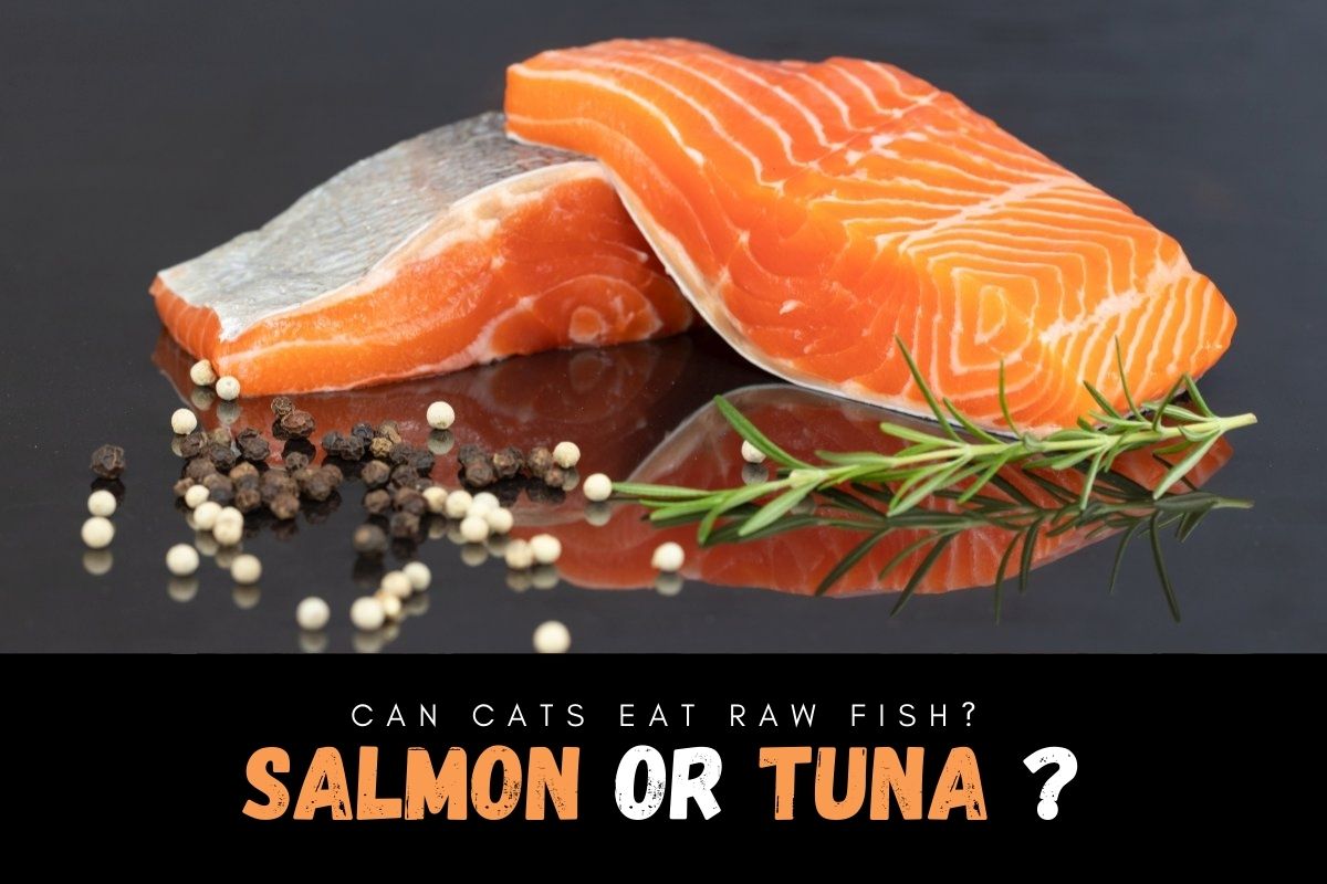 Can Cats Eat Raw Fish? What Is Better For Cats - Tuna Or Salmon?