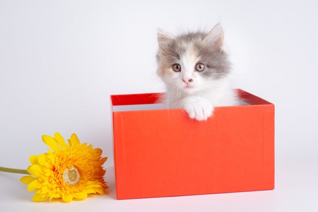 A small adorable kitten in a red box
