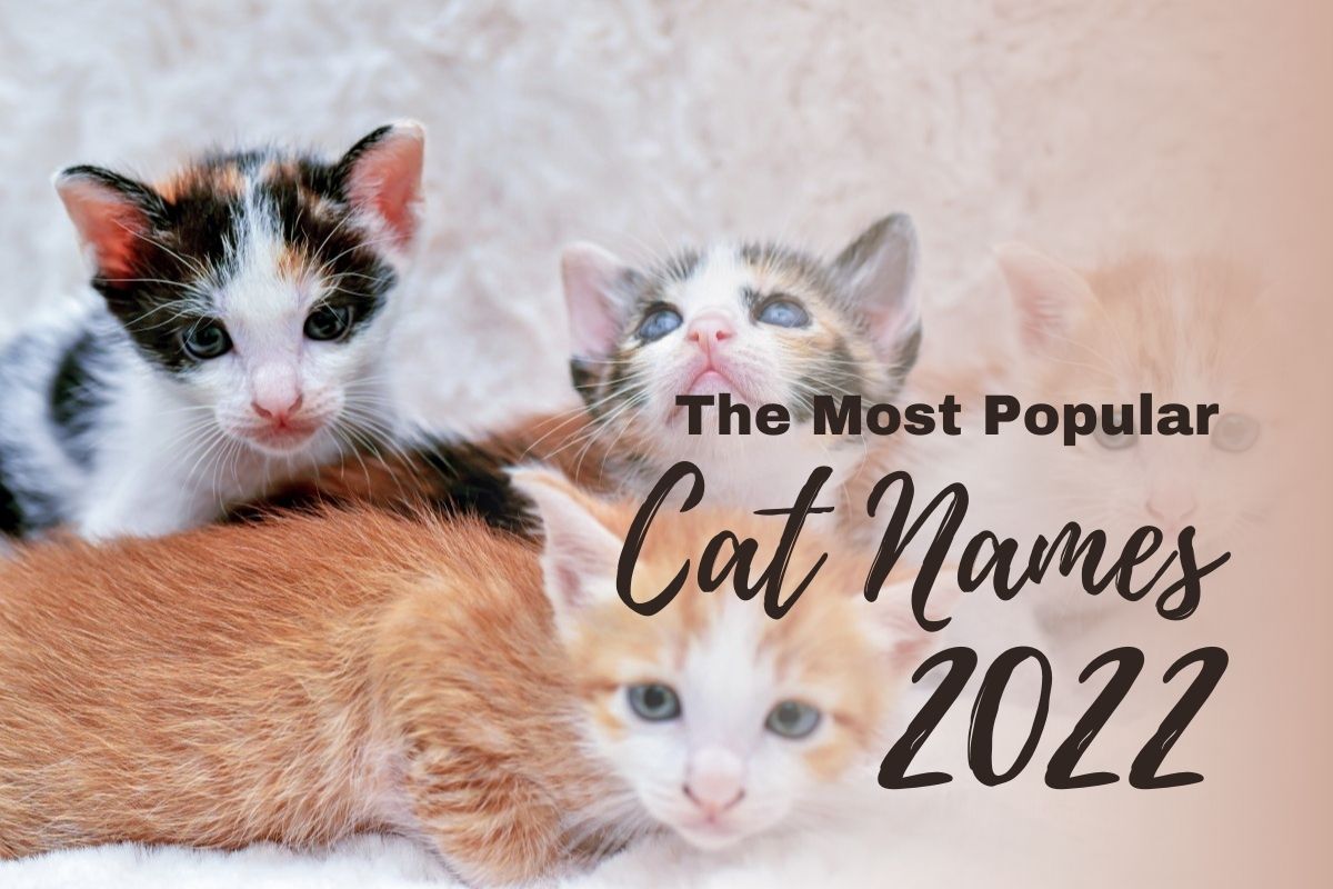 Popular Cat Names For 2022