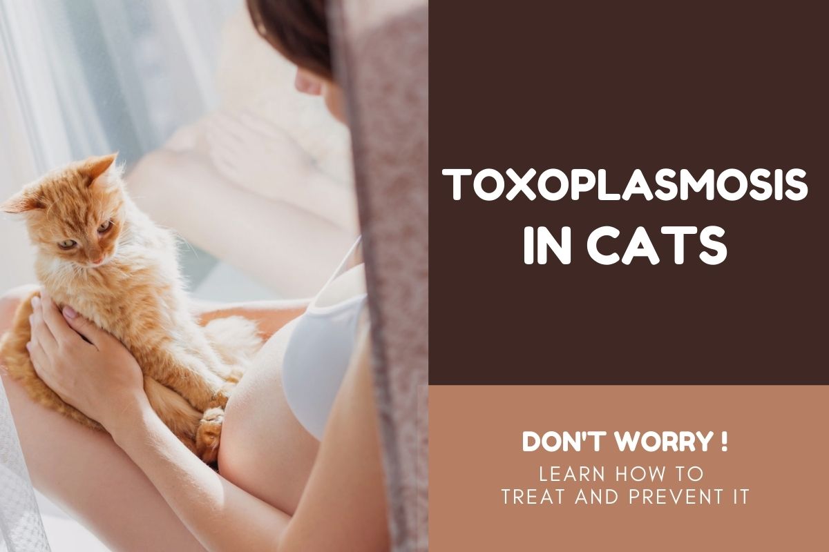 Toxoplasmosis In Cats