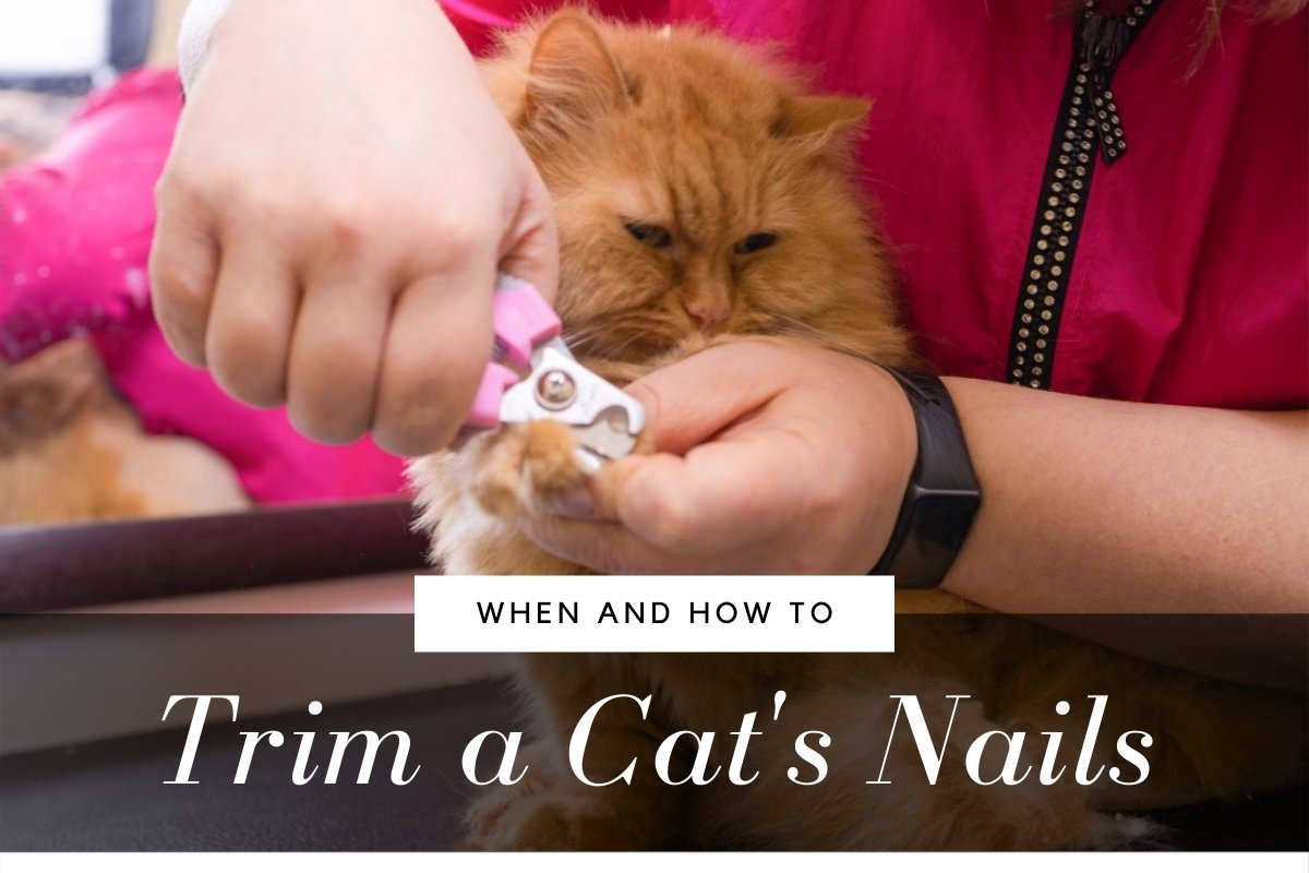 When and How to Trim a Cat's Nails
