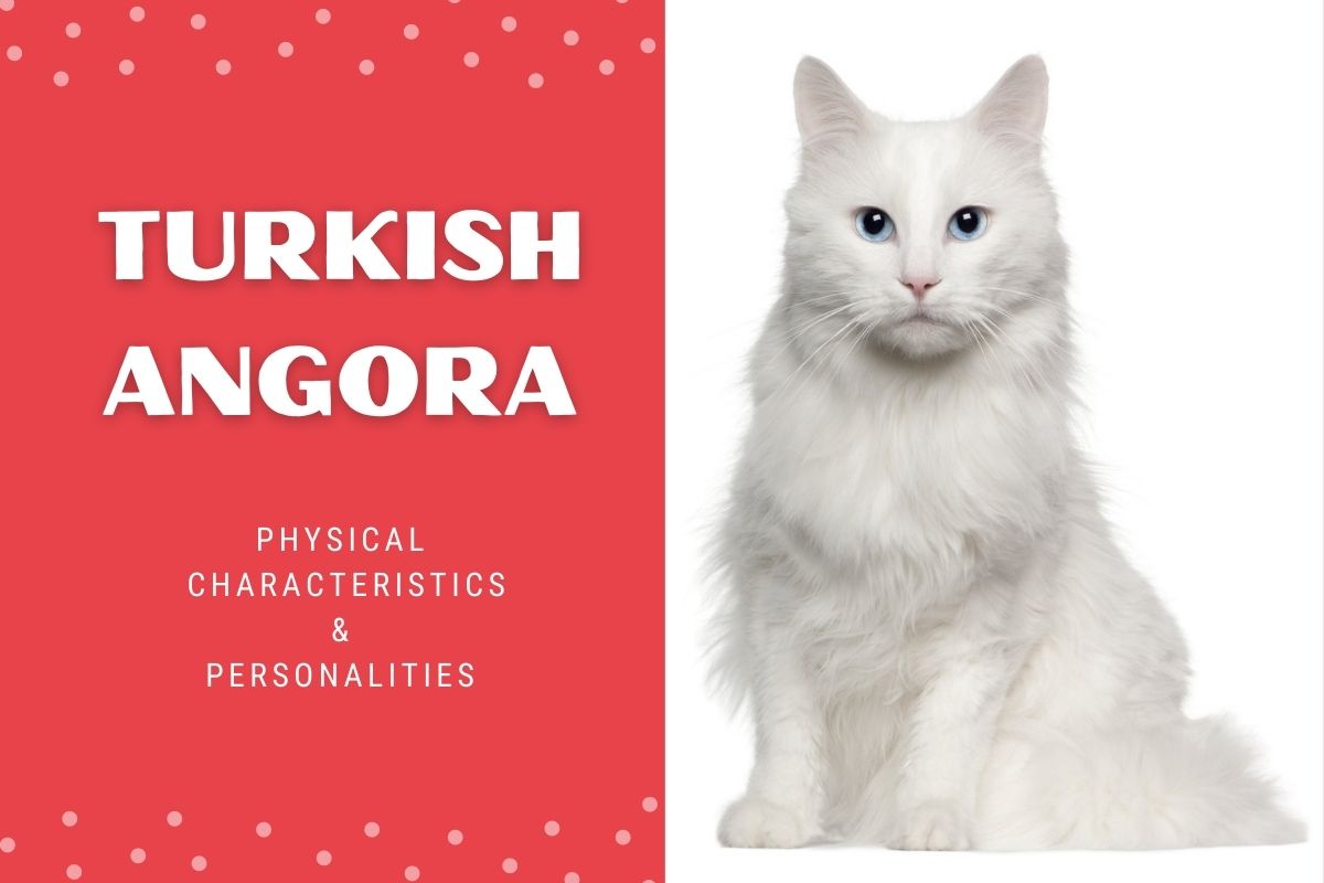 Turkish Angora: Physical Characteristics and Personality
