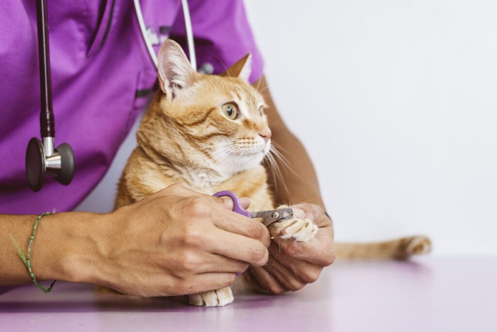 Veterinarian trimming a cat's nails
