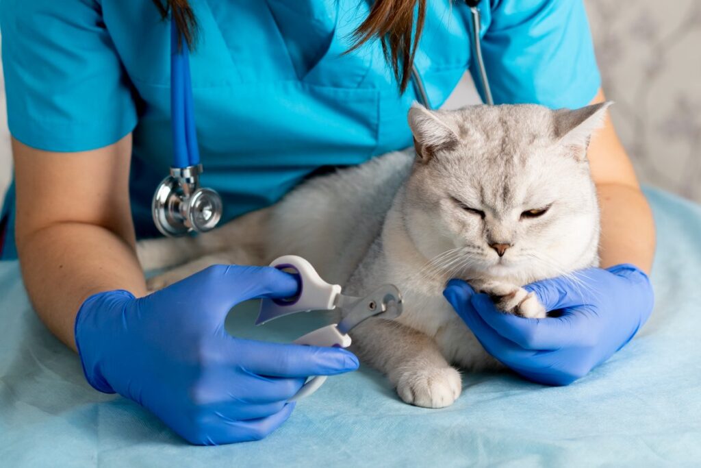 Veterinarian trimming a cat's nails