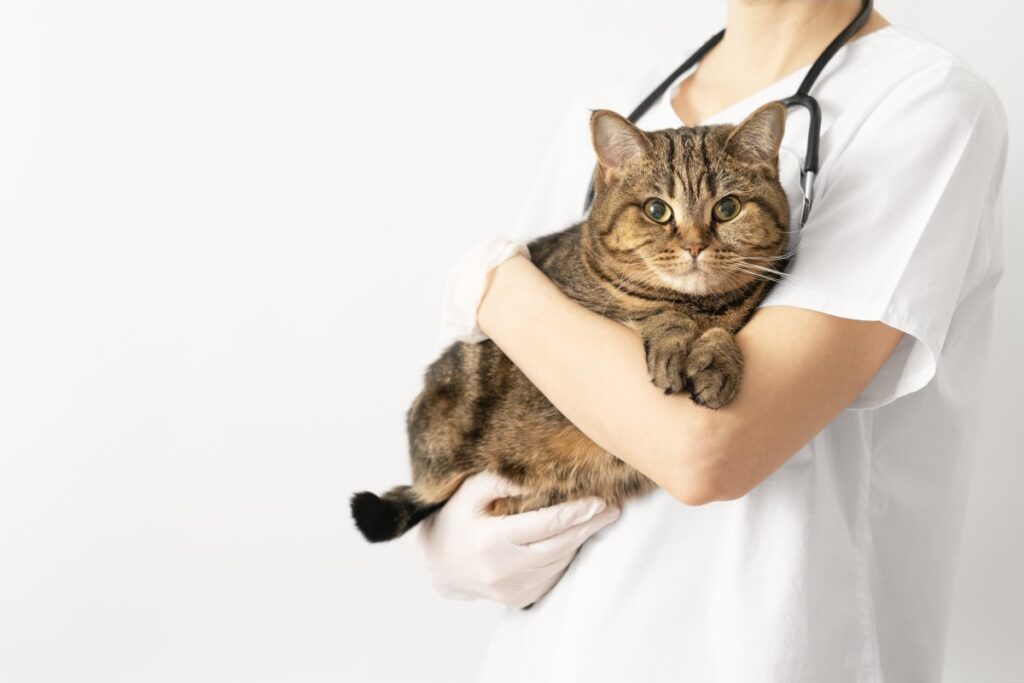A vet is holding a fluffy cat