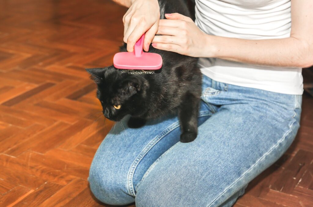 Woman brushing a black cat