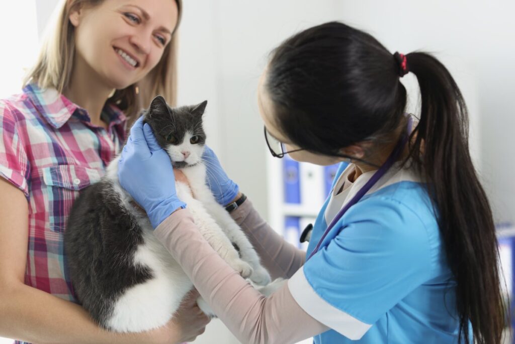 A woman is consulting a veterinarian about her cat