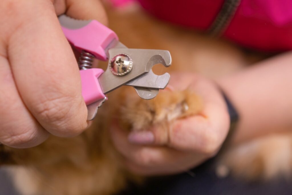 Woman trimming a cat's nails