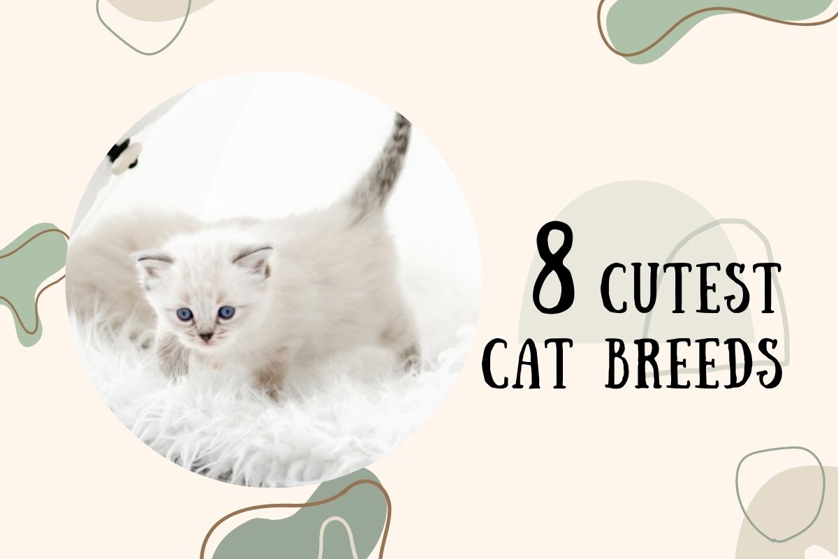 8 Cutest Cat Breeds