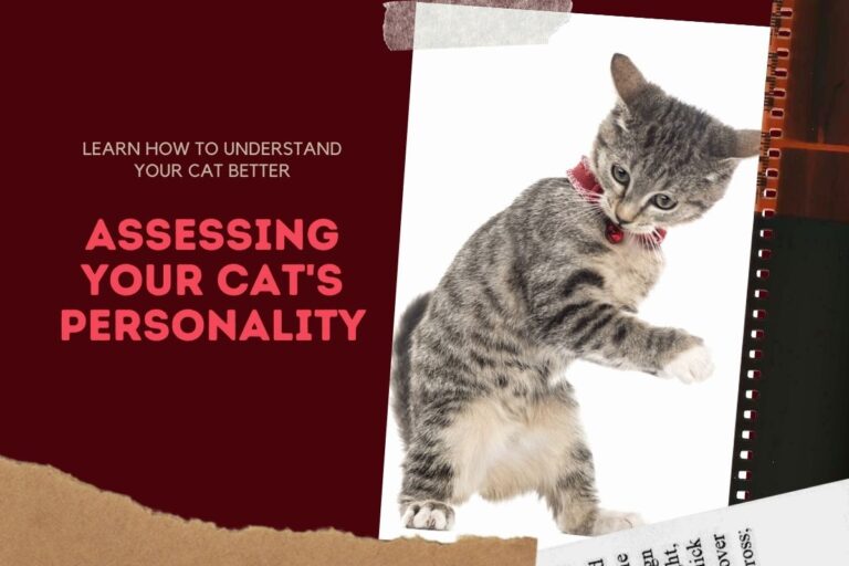 How To Assess Your Cat's Personality?