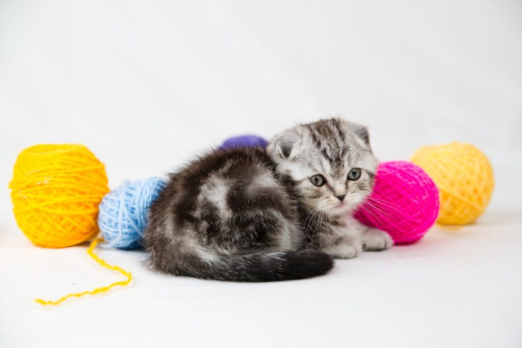 A shy kitten with colorful balls behind