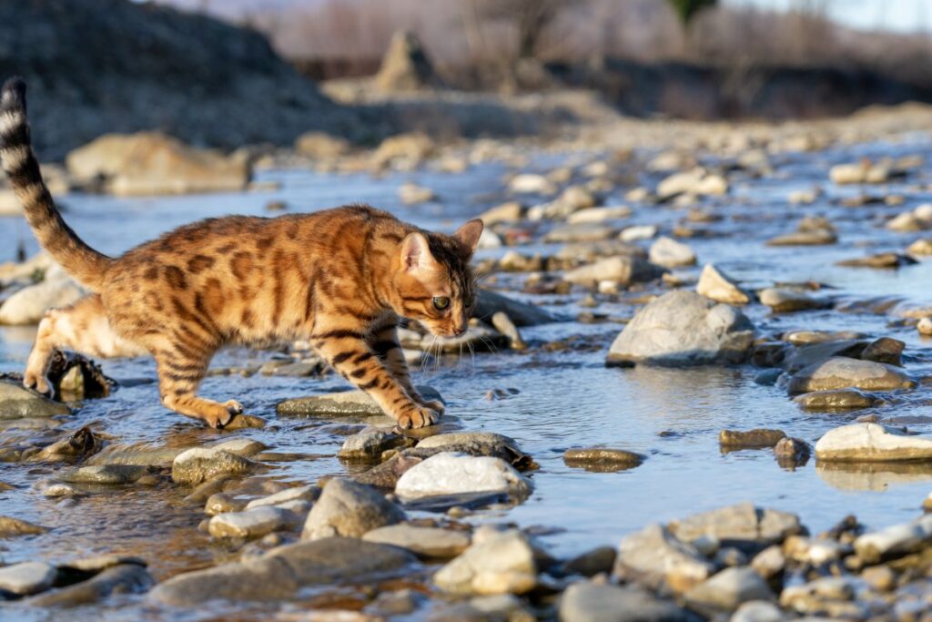 A Bengal cat is crossing the river over the stones