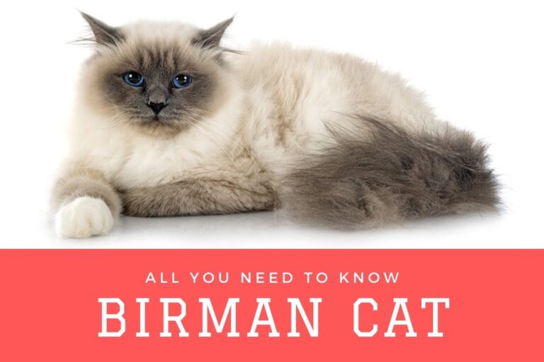 Birman Cat Breed: All You Need To Know