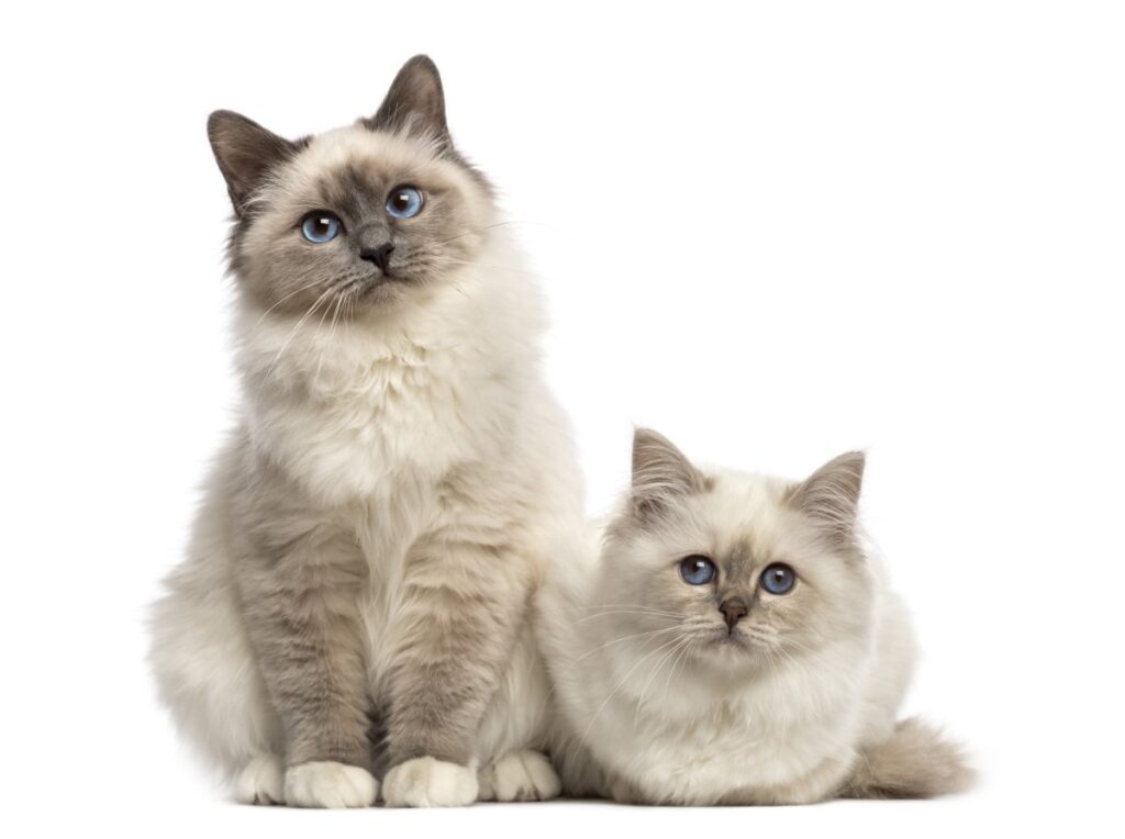 Two Birman cats are looking at the camera