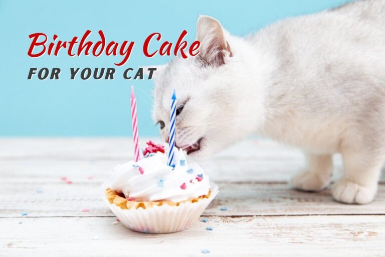 Birthday Cat for Your Cat