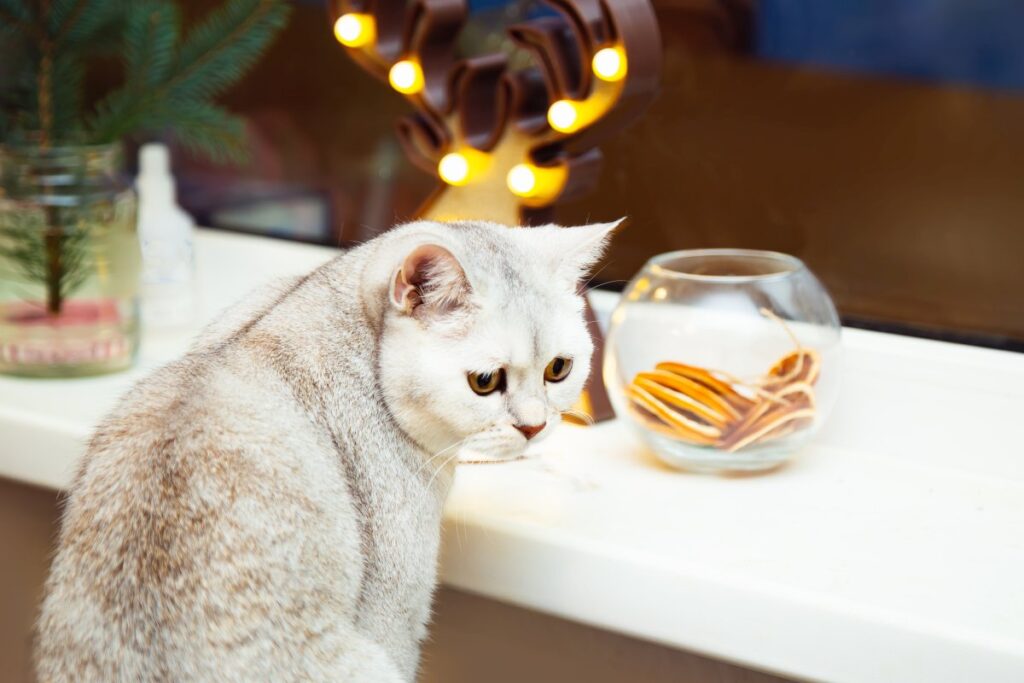 A British shorthair cat is sitting on the windowsill, with Christmas decorations behind