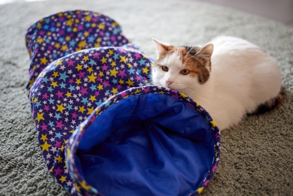 A cat and a tunnel toy