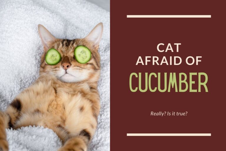Why Cats Are Afraid of Cucumbers?