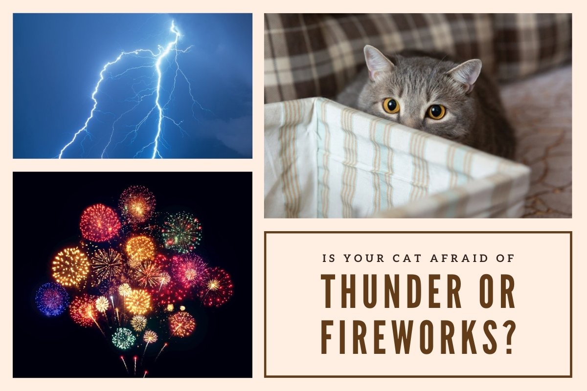 Why are cats afraid of thunder or fireworks