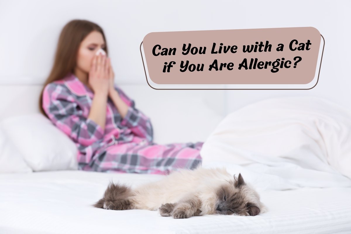 Can you live with a cat if you are allergic?