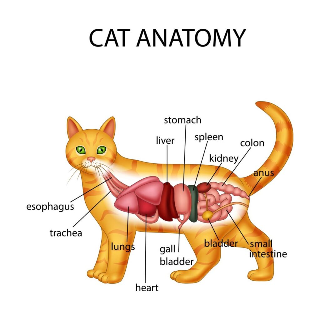 Cat's Anatomy