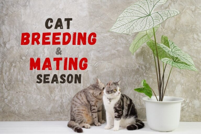 Cat Breeding and Mating Season