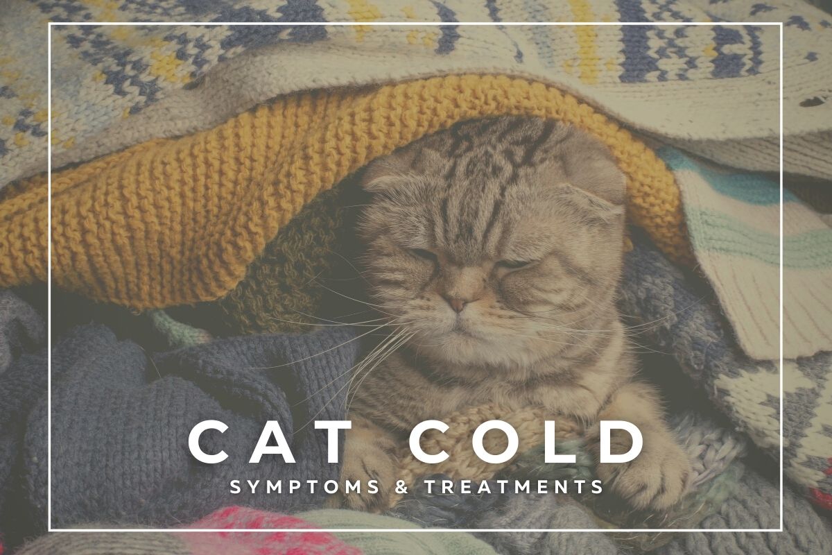 Cat Cold: Symptoms and Treatments