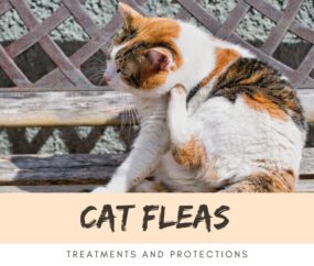 Cat Fleas: Treatments and Protections