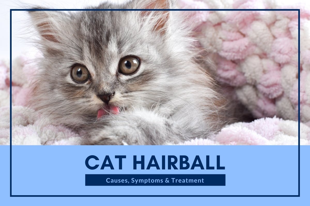 Cat Hairball: Causes, Symptoms & Treatment