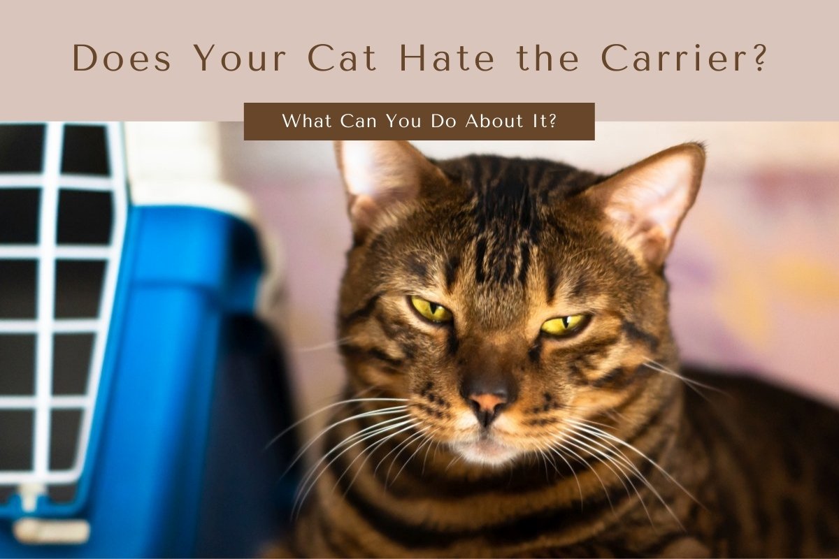 Does Your Cat Hate The Carrier?