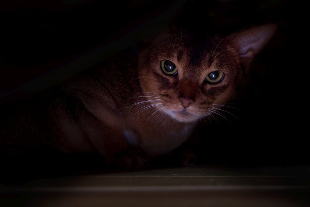 Cat hiding in the dark