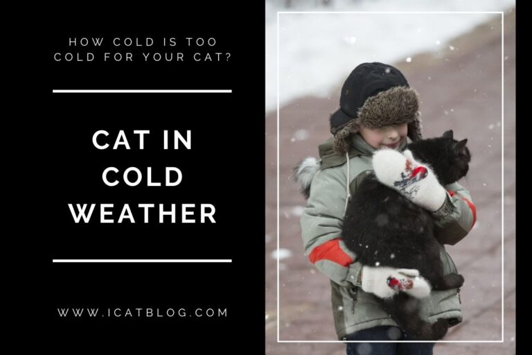 How Cold is Too Cold For Your Cat to Stay Outside