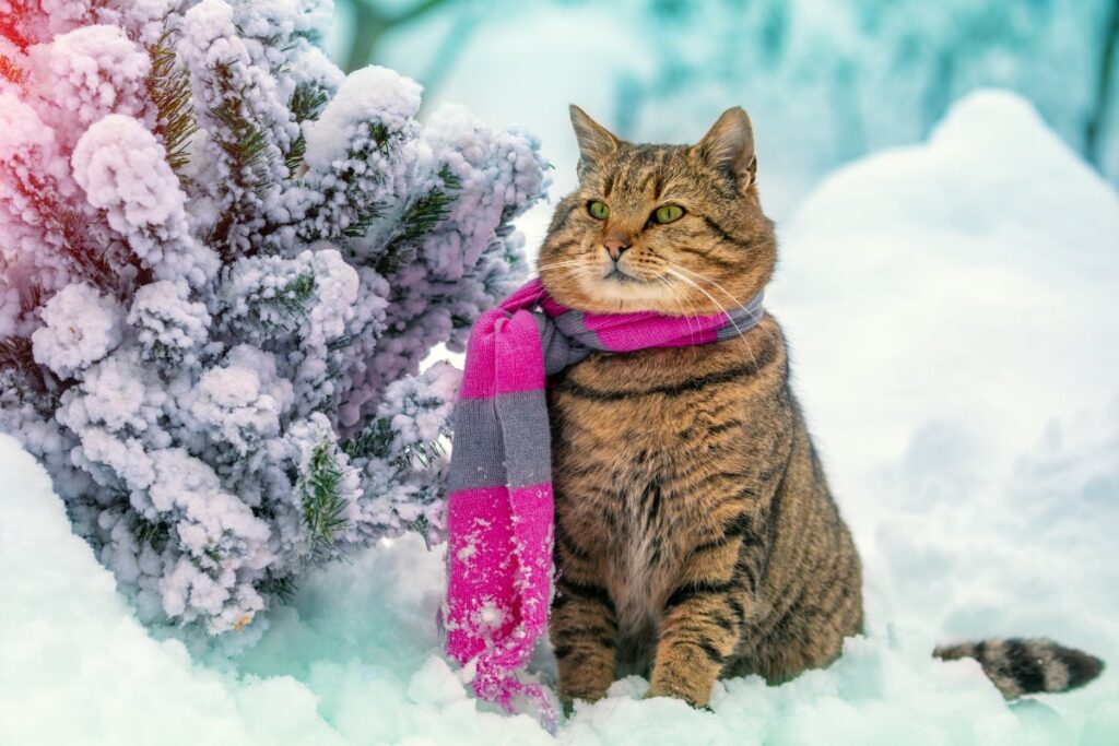A cat is wearing a knitted scarf in winter