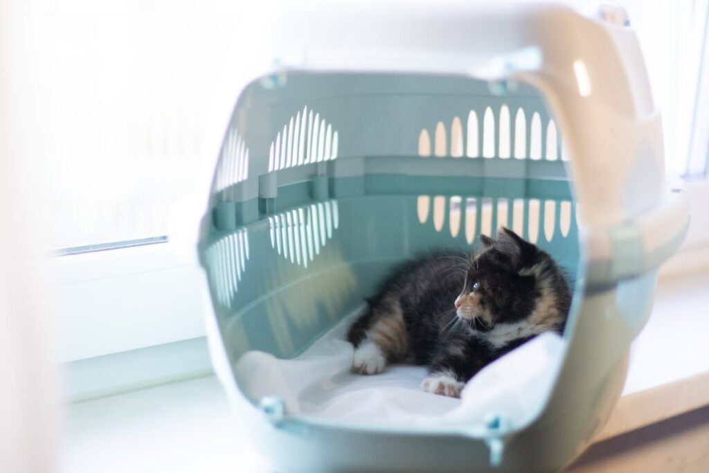 Cat relaxing in a carrier