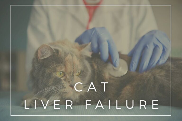 Cat Liver Failure
