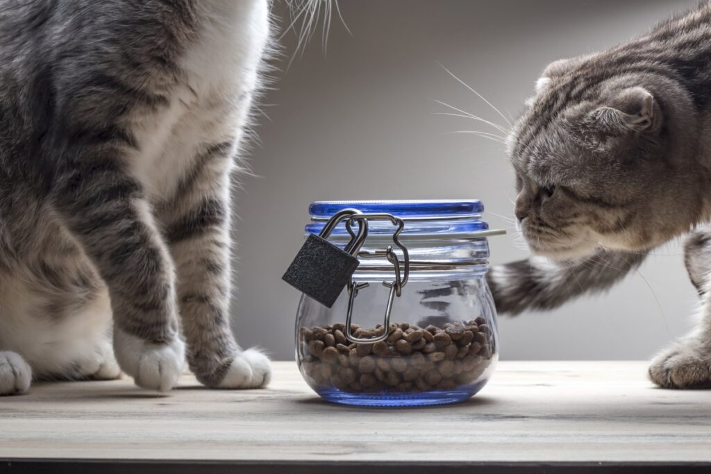 A cute cat is looking at the dry food inside a locked container