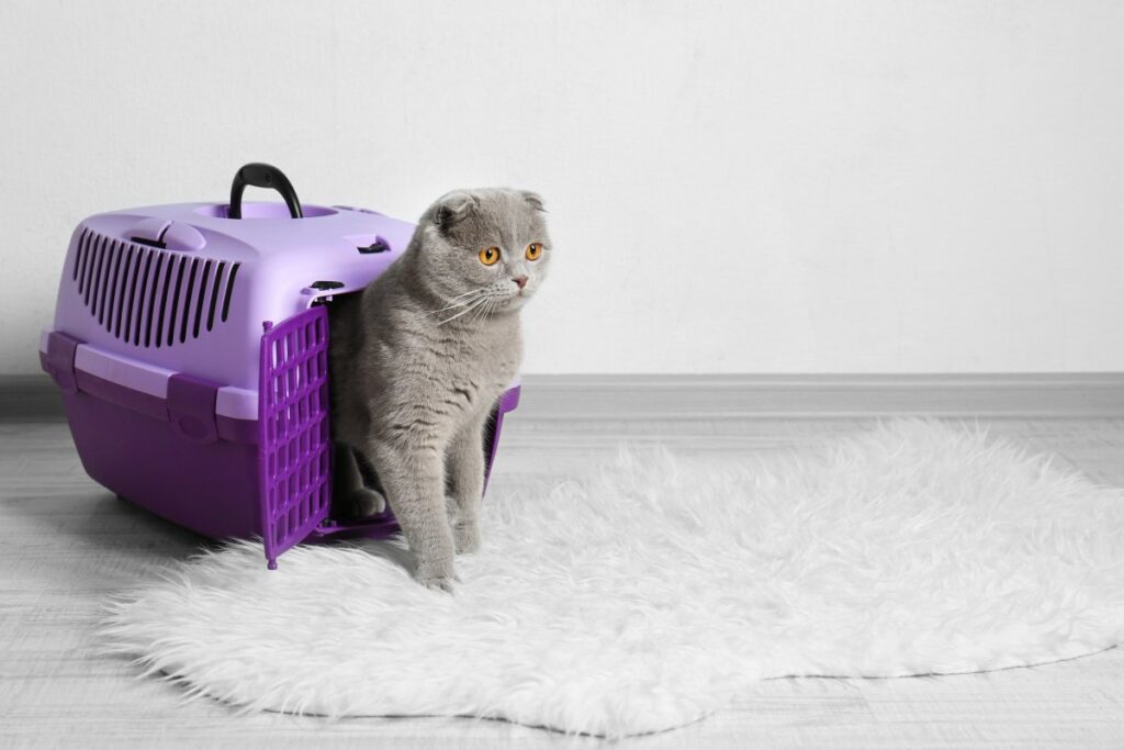 Cat in plastic carrier