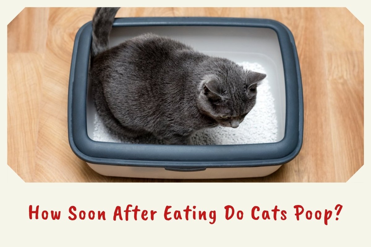 How Soon After Eating Do Cats Poop?