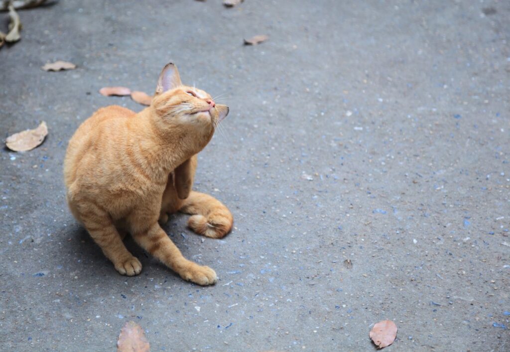 Cat scratching fleas outdoor