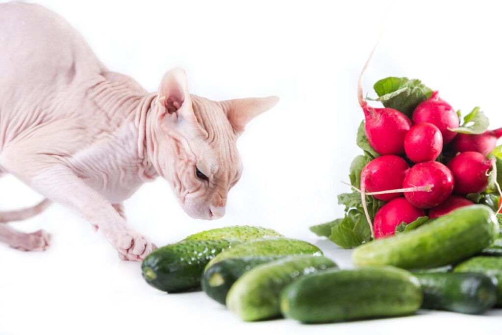 A Sphynx cat is approaching the cucumbers