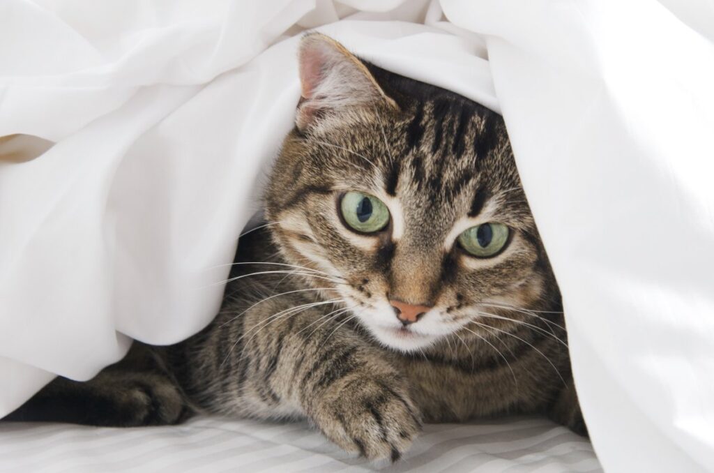 Cat peeking under white blanket