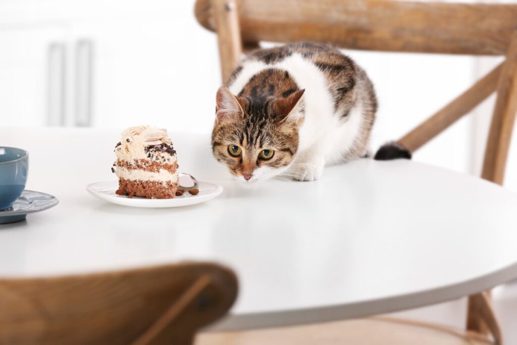 Cat with a piece of cake on a table
