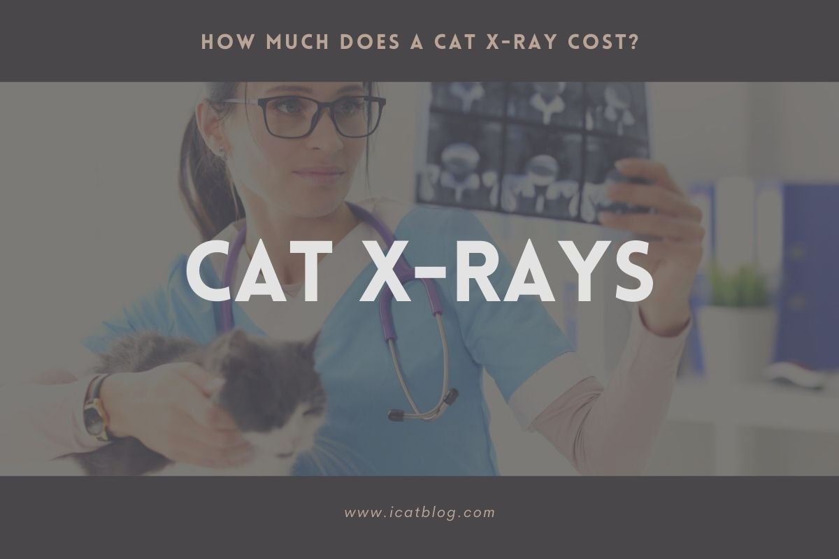 How Much Does a Cat X-Ray Cost?