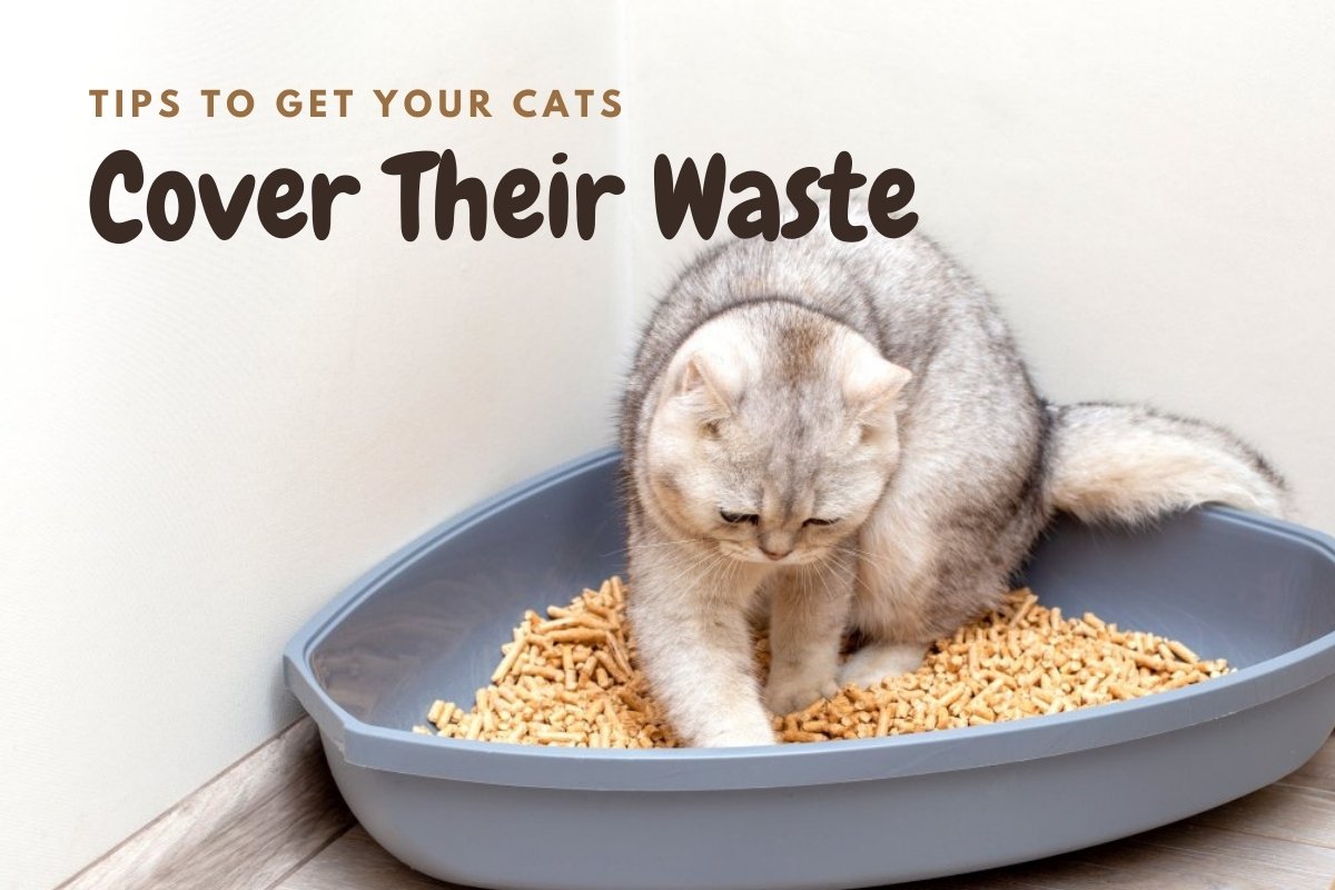 Tips To Get Your Cats Cover Their Waste